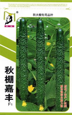 秋棚嘉丰——黄瓜系列