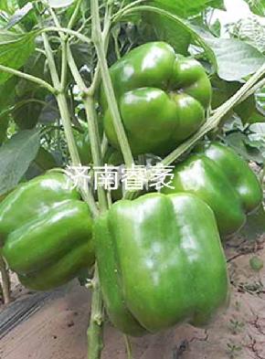 睿优B14-1