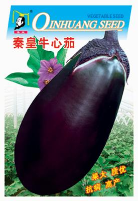 秦皇牛心茄——茄子系列