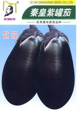 秦皇紫罐茄——茄子系列