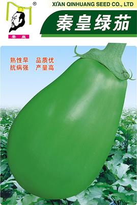 秦皇绿茄——茄子系列