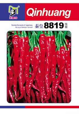 8819线椒——其他系列