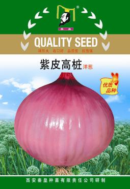 紫皮高桩洋葱——其他系列