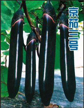 京茄三号--茄子种子