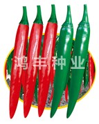 鸿丰辣艳——尖椒种子
