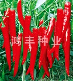 腌制王——尖椒种子