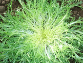 东升花叶苦菊