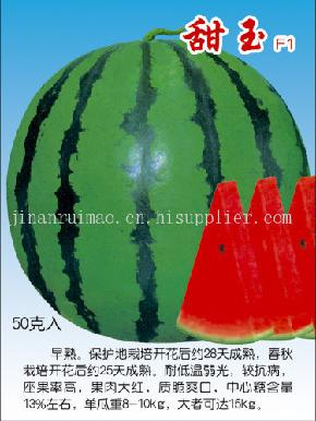 睿优甜玉--西瓜种子