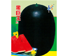黑巨王F1--西瓜种子