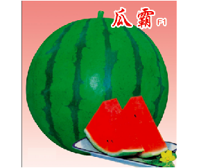 睿优瓜霸F1--西瓜种子