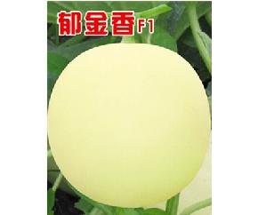郁金香F1