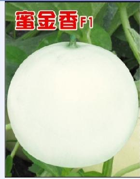 蜜金香