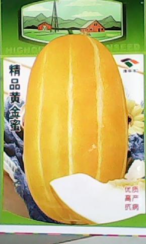 蜜金香