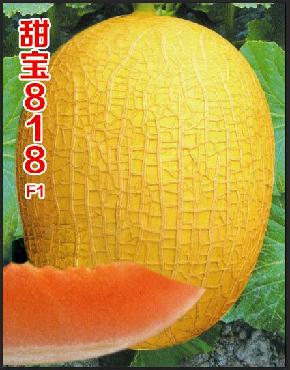 哈密瓜新品种——甜宝818