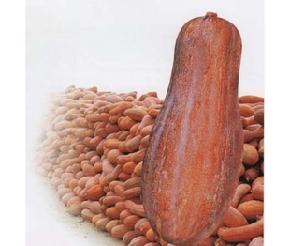 超级蜜本王