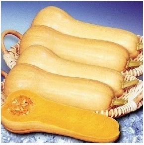 奶油南瓜