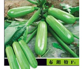 布朗特F1