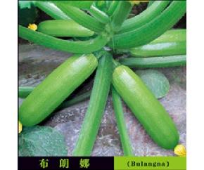 布朗娜