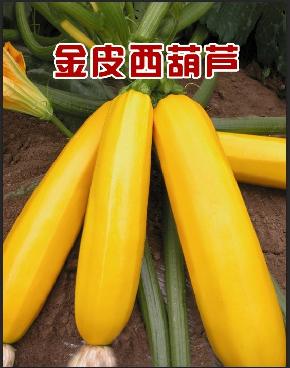 金皮西葫芦