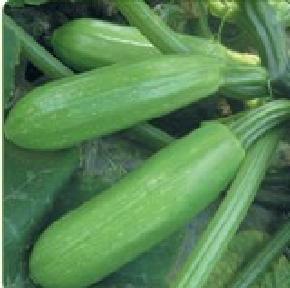 睿优夏宝 西葫芦