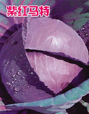 紫红马特——甘蓝种子