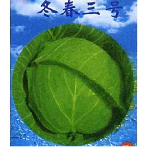 冬春三号