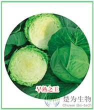 绿绮罗