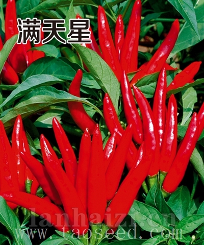 满天星