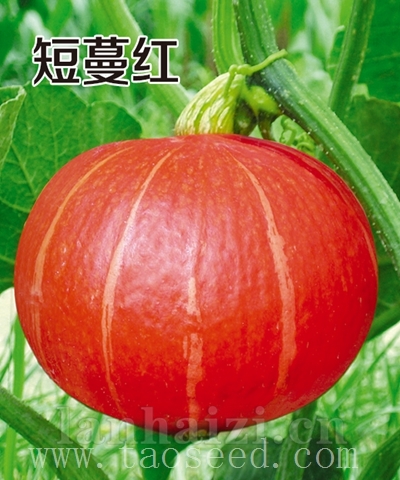 短蔓红