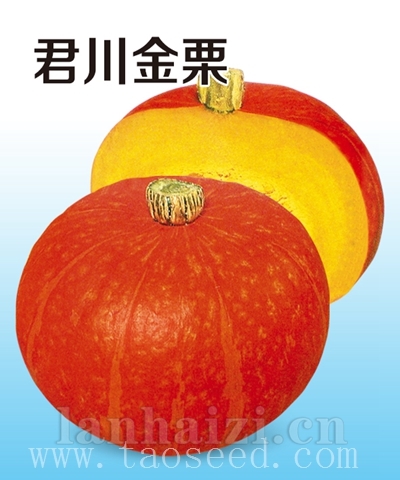 君川金栗