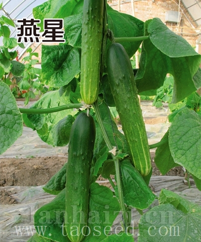 燕星