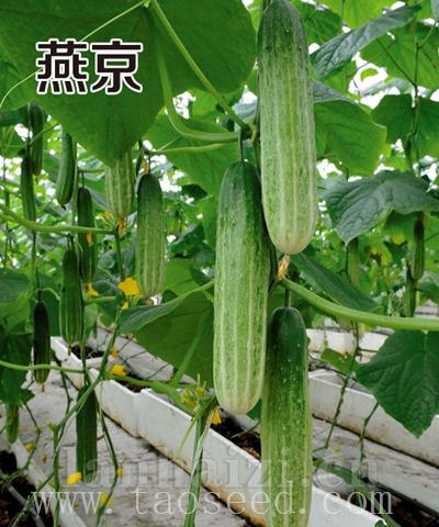 燕京