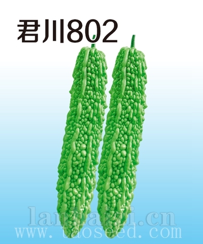 君川802苦瓜