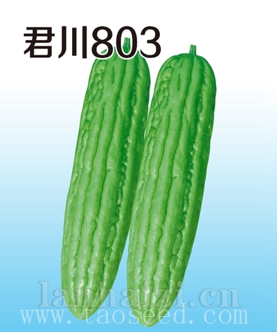 君川803