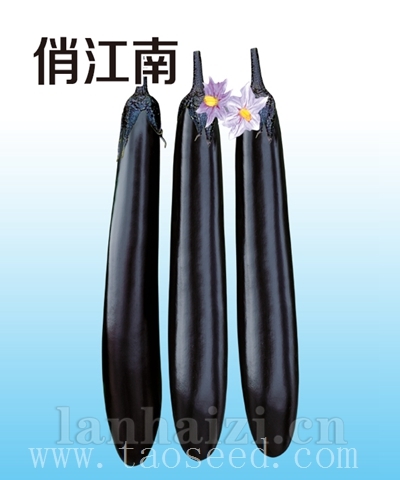 俏江南