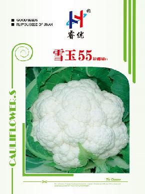 雪玉55——优质花椰菜种子