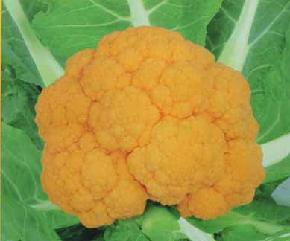 大量批发 花椰菜种子 睿优金椰花椰菜