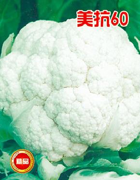 美抗60--白球、抗热、优质--花椰菜种子