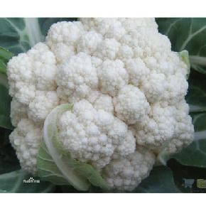 睿优45--耐热、耐湿、抗病、特早--花椰菜种子