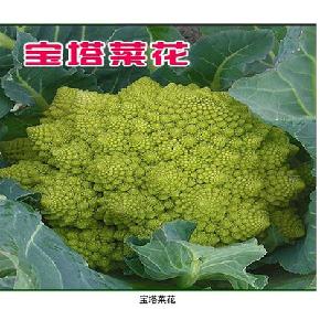 宝塔菜花--外国引进、黄绿色--花椰菜种子