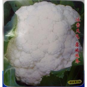 雪银一号