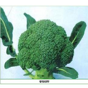 睿优绿椰--中晚熟、浅绿色--青花菜种子 