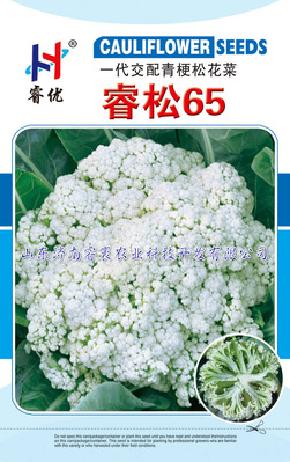 耐热耐湿松花菜种子 松花菜种子批发 睿松60