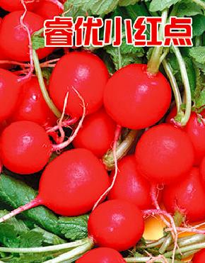 睿优小红点