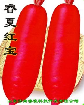 睿夏红宝--早熟、耐热、红皮、白瓤--萝卜种子