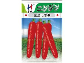 三红七寸参-胡萝卜种子