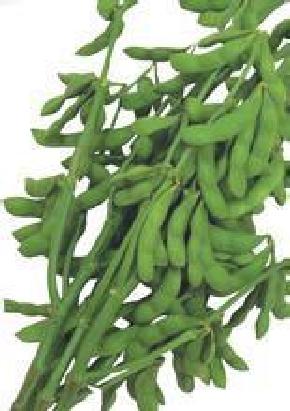 一号老毛豆-豆子种子--早熟、结荚密、叶柄短