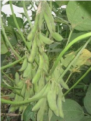 菏豆14--豆子种子--中熟、高产、有限结荚习性