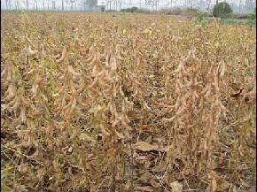 菏豆15--豆子种子--中熟、高蛋白、营养丰富