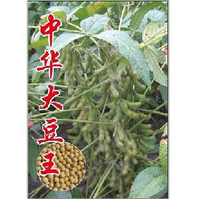 中华大豆王--超高产、高蛋白、抗病--大豆种子
